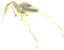 Baby headcrab